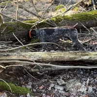Female GSP, a female German Shorthaired Pointer for sale in Equinunk, PA – Photo 7 of 10