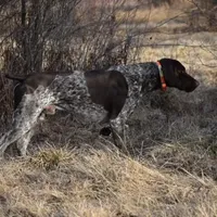 Female GSP, a female German Shorthaired Pointer for sale in Equinunk, PA – Photo 1 of 10