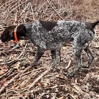 Female GSP, a female German Shorthaired Pointer for sale in Equinunk, PA – Photo 3 of 10