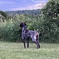 Female GSP, a female German Shorthaired Pointer for sale in Equinunk, PA – Photo 2 of 10