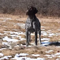 Female GSP, a female German Shorthaired Pointer for sale in Equinunk, PA – Photo 5 of 10