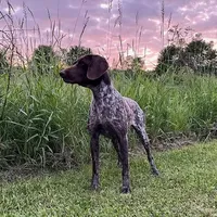 Female GSP, a female German Shorthaired Pointer for sale in Equinunk, PA – Photo 4 of 10