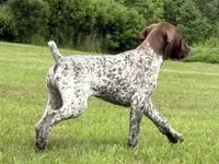 RONA & HERO PUPPY, a female German Shorthaired Pointer for sale in Equinunk, PA – 4 of 10