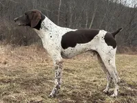 RONA & HERO PUPPY, a female German Shorthaired Pointer for sale in Equinunk, PA – 8 of 10