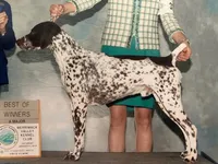 GSP PUPPIES - XENA & WINSTON, a female German Shorthaired Pointer for sale in Equinunk, PA – Photo 2 of 6