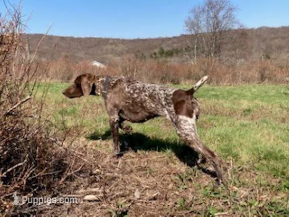 GSP PUPPIES - XENA & WINSTON