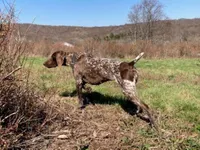 GSP PUPPIES - XENA & WINSTON, a female German Shorthaired Pointer for sale in Equinunk, PA – Photo 1 of 6