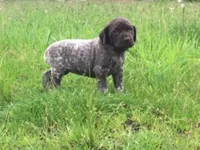 GSP PUPPIES - XENA & WINSTON, a female German Shorthaired Pointer for sale in Equinunk, PA – Photo 5 of 6