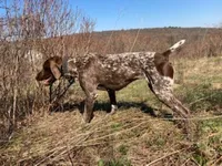 GSP PUPPIES - XENA & WINSTON, a female German Shorthaired Pointer for sale in Equinunk, PA – Photo 3 of 6