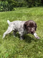 RONA & HERO PUPPY, a female German Shorthaired Pointer for sale in Equinunk, PA – 2 of 10