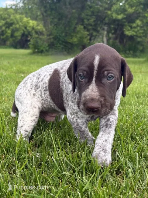 RONA & HERO PUPPY – German Shorthaired Pointer puppy for sale in Equinunk, PA