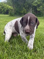 RONA & HERO PUPPY, a male German Shorthaired Pointer for sale in Equinunk, PA – 1 of 10