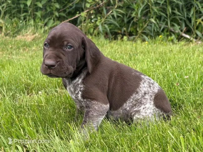 RONA & HERO PUPPY – German Shorthaired Pointer puppy for sale in Equinunk, PA