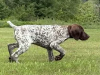 RONA & HERO PUPPY, a female German Shorthaired Pointer for sale in Equinunk, PA – 7 of 10