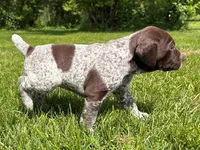 RONA & HERO PUPPY, a female German Shorthaired Pointer for sale in Equinunk, PA – 2 of 10