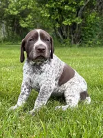 RONA & HERO PUPPY, a female German Shorthaired Pointer for sale in Equinunk, PA – 2 of 10