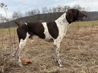 RONA & HERO PUPPY, a male German Shorthaired Pointer for sale in Equinunk, PA – 10 of 10