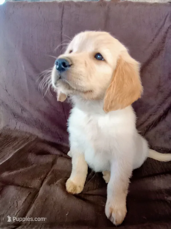 Girl 1 – Golden Retriever puppy for sale in Scottsdale, AZ