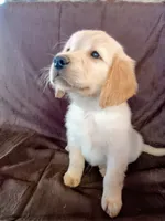 Girl 1, a female Golden Retriever for sale in Scottsdale, AZ – 1 of 1