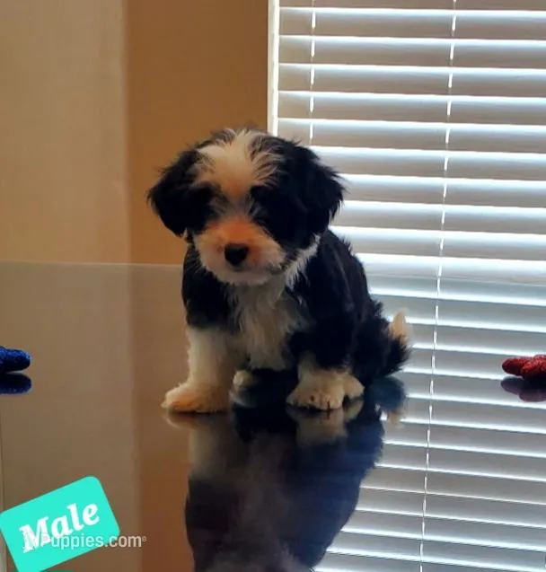 SHIH TZU – Shih Tzu puppy for sale in Humble, TX