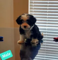 SHIH TZU, a male Shih Tzu for sale in Humble, TX – 4 of 5