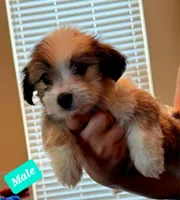 SHIH TZU, a male Shih Tzu for sale in Humble, TX – 5 of 5