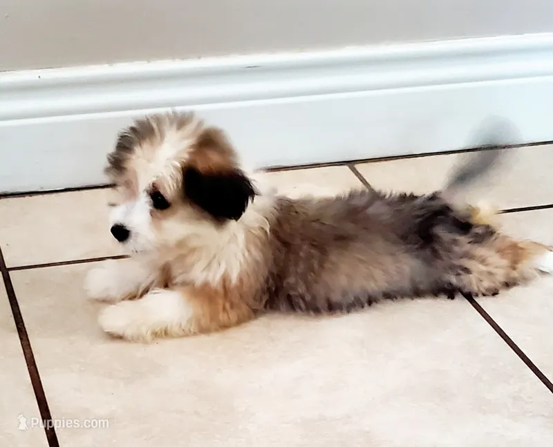SHIH TZU – Shih Tzu puppy for sale in Humble, TX