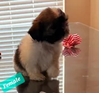 SHIH TZU, a male Shih Tzu for sale in Humble, TX – 2 of 5