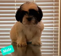 SHIH TZU, a male Shih Tzu for sale in Humble, TX – 3 of 5