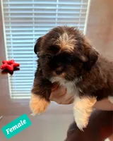 SHIH TZU, a male Shih Tzu for sale in Humble, TX – 1 of 5