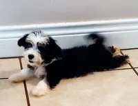 SHIH TZU, a male Shih Tzu for sale in Humble, TX – 2 of 2