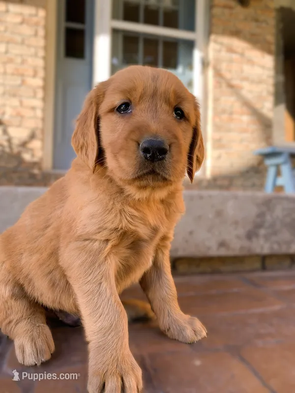 Azlan – Golden Retriever puppy for sale in Shreve, OH