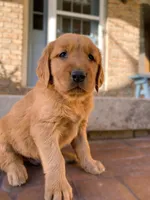 Azlan, a male Golden Retriever for sale in Shreve, OH – 1 of 5