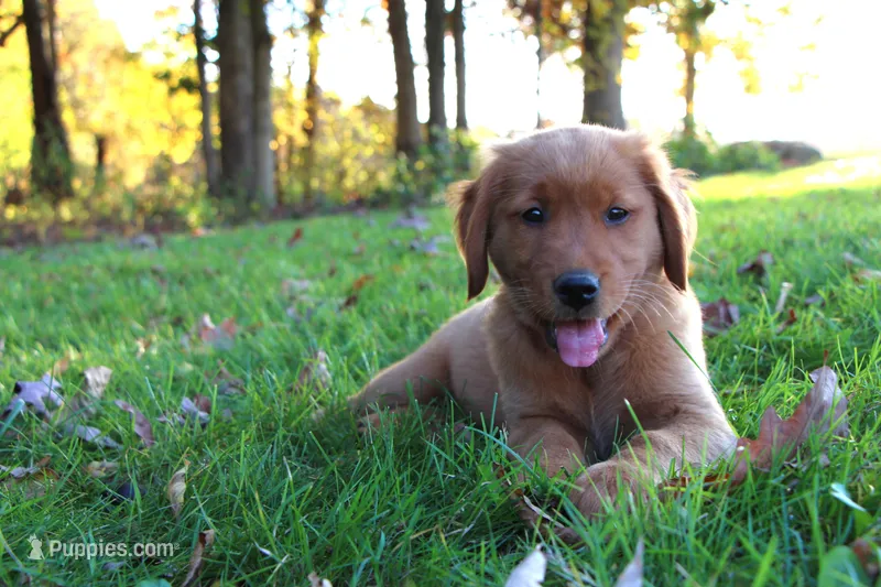Indie – Golden Retriever puppy for sale in Shreve, OH