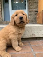 Aspen, a male Golden Retriever for sale in Shreve, OH – 3 of 4
