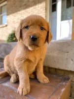 Indie, a female Golden Retriever for sale in Shreve, OH – 2 of 4
