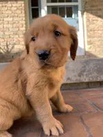 Jinx, a female Golden Retriever for sale in Shreve, OH – 4 of 4