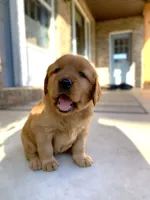 Rhea, a female Golden Retriever for sale in Shreve, OH – 2 of 4
