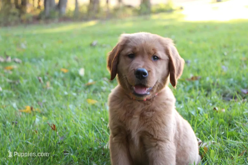 Rhea – Golden Retriever puppy for sale in Shreve, OH