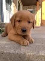 Indie, a female Golden Retriever for sale in Shreve, OH – 3 of 4