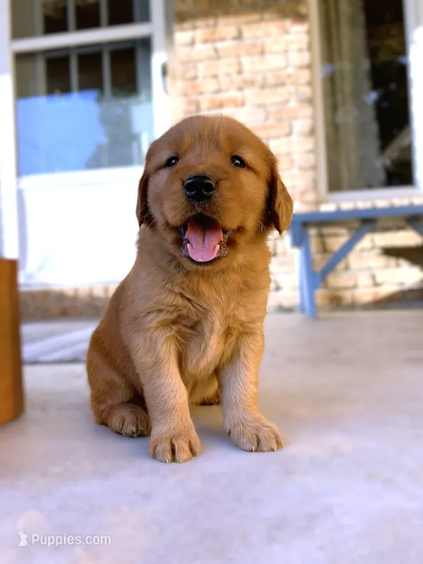 Rhea – Golden Retriever puppy for sale in Shreve, OH
