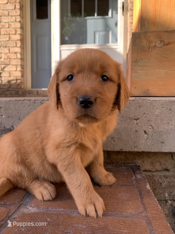 Indie – Golden Retriever puppy for sale in Shreve, OH