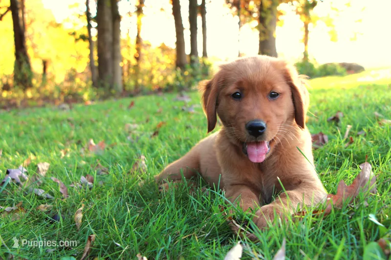 Indie – Golden Retriever puppy for sale in Shreve, OH