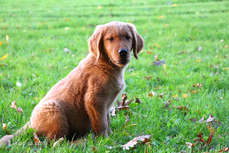 Azlan – Golden Retriever puppy for sale in Shreve, OH