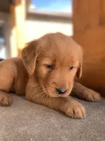 Indie, a female Golden Retriever for sale in Shreve, OH – 4 of 4