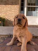 Azlan, a male Golden Retriever for sale in Shreve, OH – 4 of 5