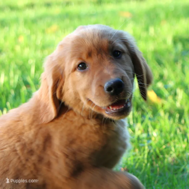 Gypsy – Golden Retriever puppy for sale in Shreve, OH
