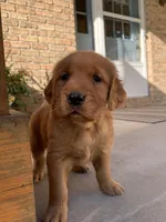 Jinx, a female Golden Retriever for sale in Shreve, OH – 3 of 4