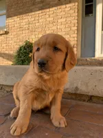 Azlan, a male Golden Retriever for sale in Shreve, OH – 5 of 5