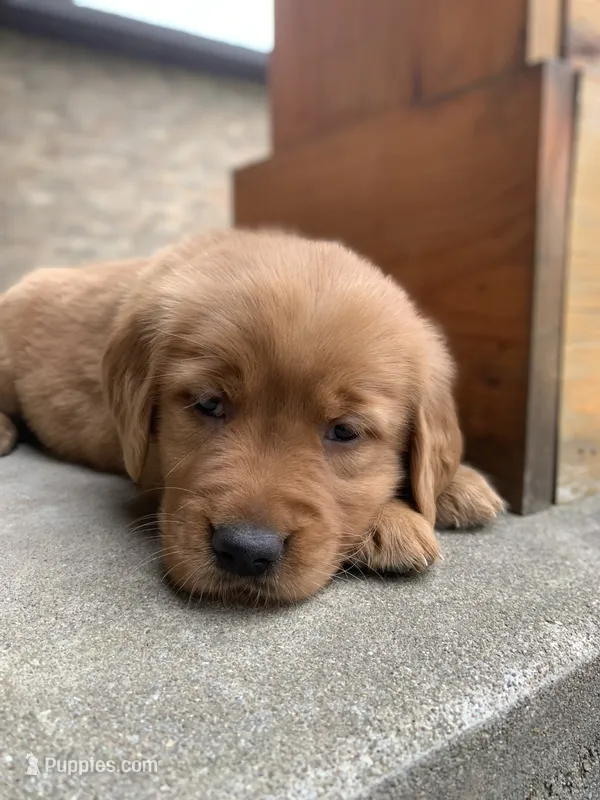 Gypsy – Golden Retriever puppy for sale in Shreve, OH